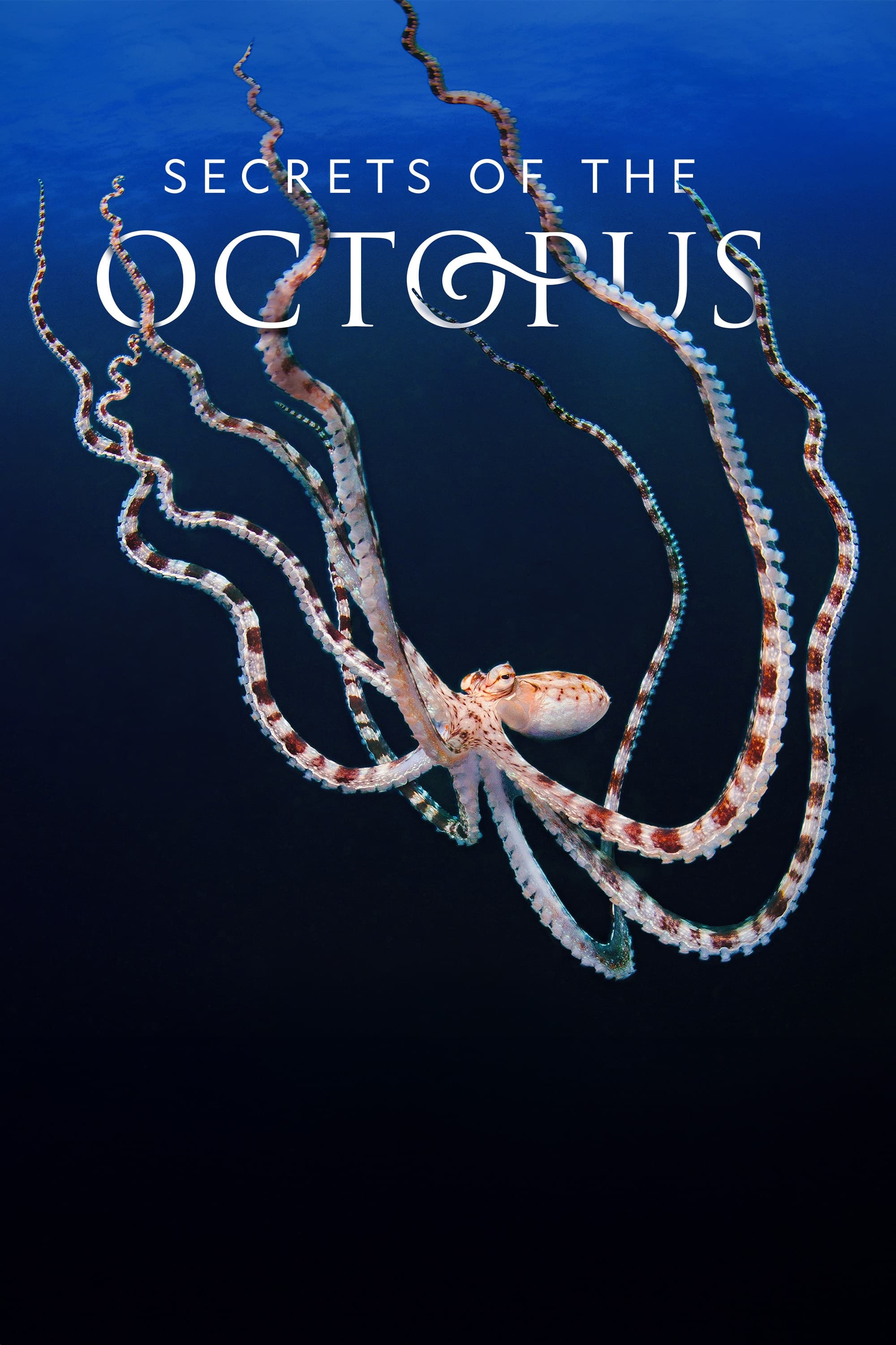 Secrets of the Octopus - Season 1 [315231] (A1759520650) [[TV Shows]] --Plex--